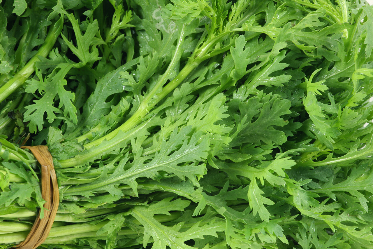 在白色背景上的皇冠雏菊