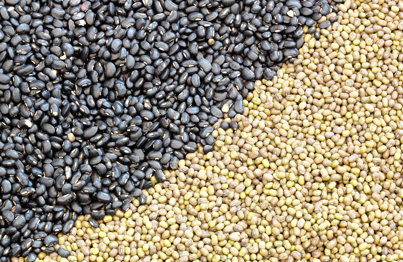 黑豆黄豆植物背景五谷养生