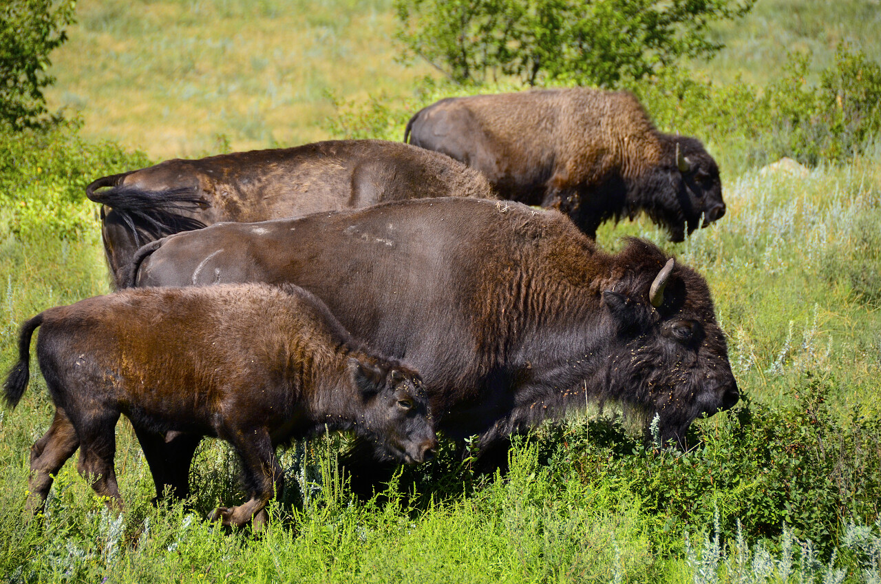 一群水牛在公园