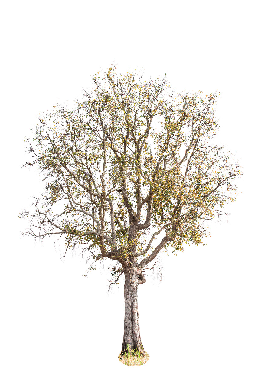 死和干树孤立在白色背景上