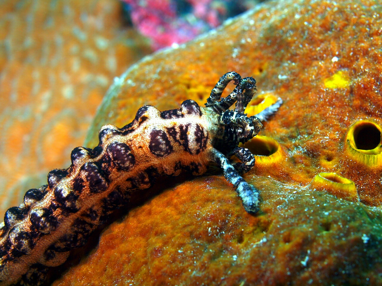 水下居民的大海深处的海参