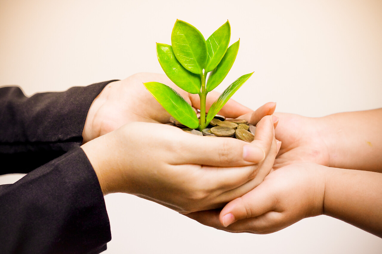 传递的棕榈树硬币保险财富成长金融阳光商务