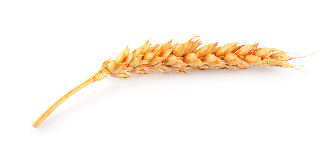 白色背景小麦小满芒种图片