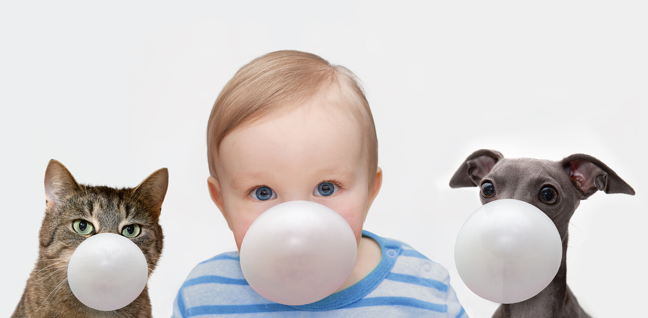 小男孩猫和狗嚼口香糖吹泡泡