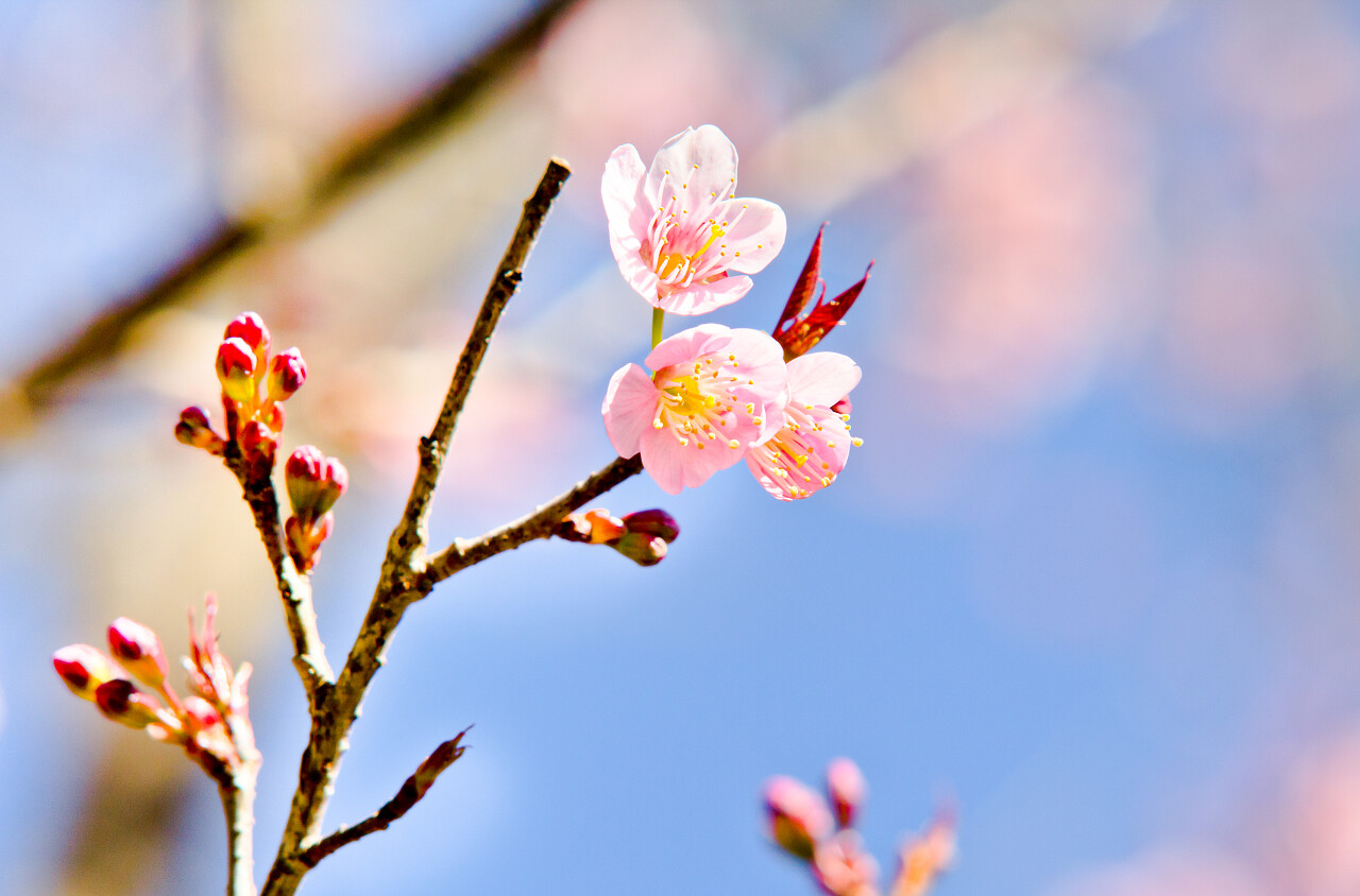 冬季的樱花传统二十四节气24节气春分