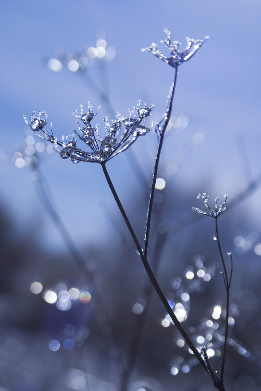 冬天的雨冻结在植物的枝叶上二十四节气立冬小雪大雪冬至小寒大寒