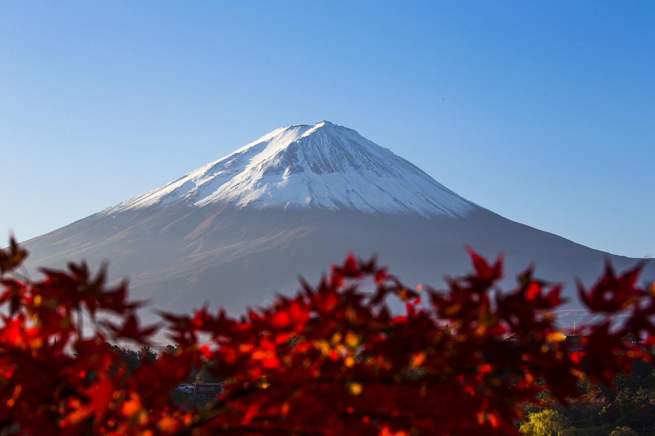 富士山下的红色枫叶日本旅游