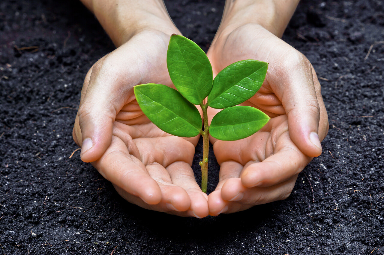 两只手捧着绿色的植物