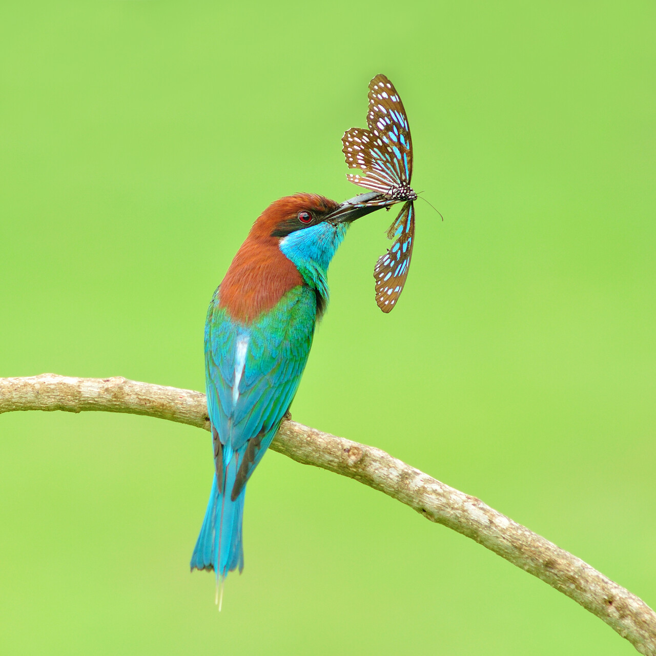 蓝喉蜂食鸟捉蝴蝶