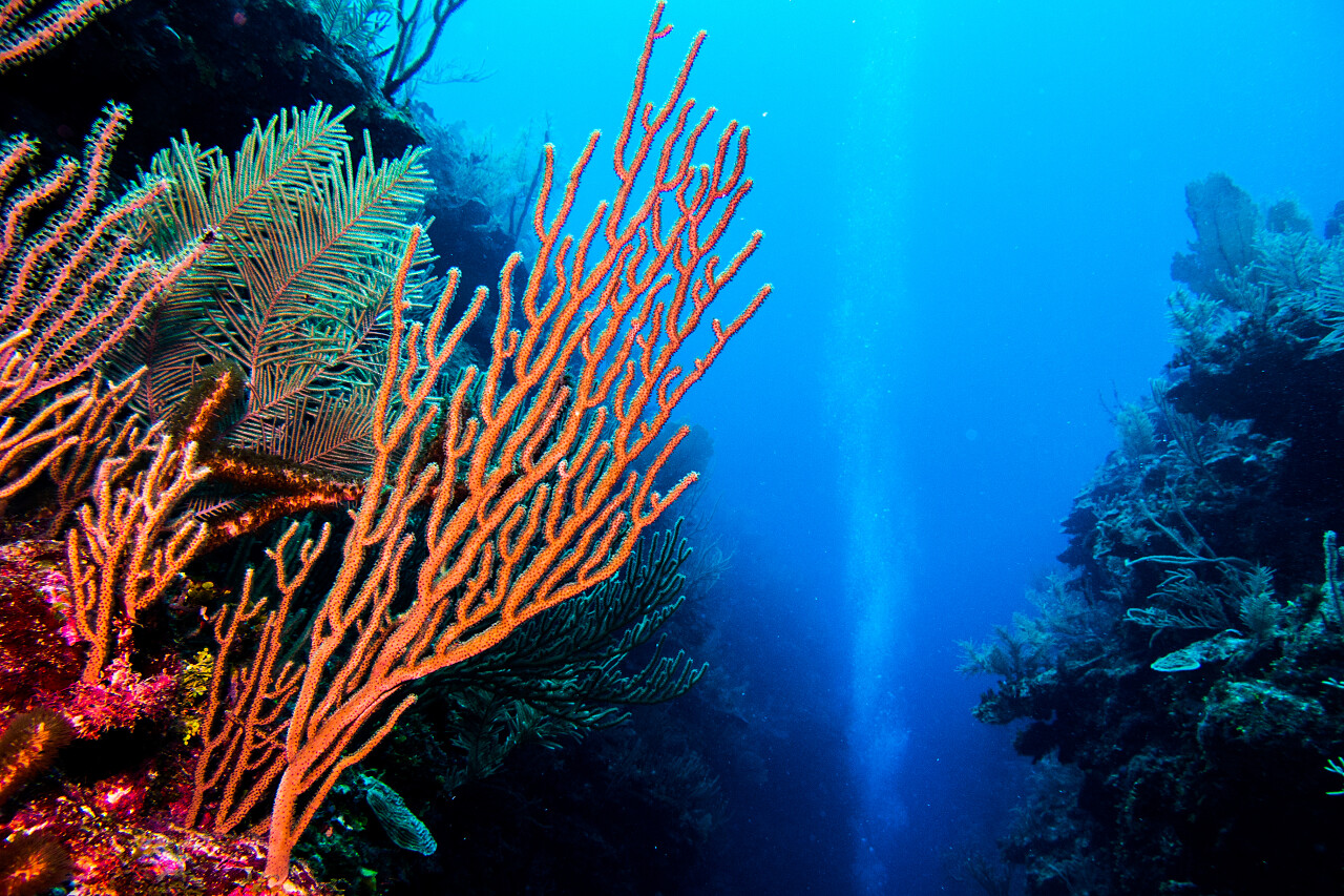 海洋里的珊瑚礁