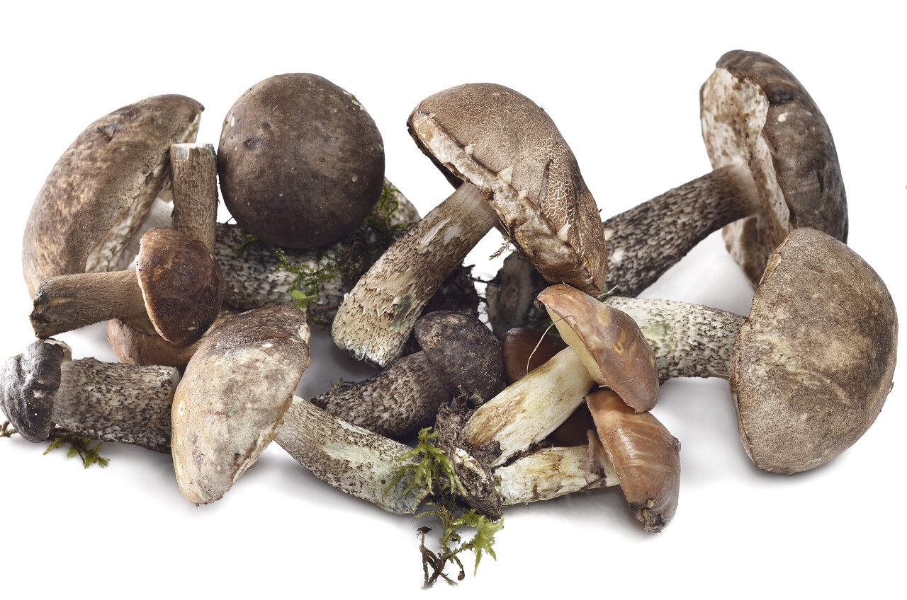 食用蘑菇在白色背景上孤立