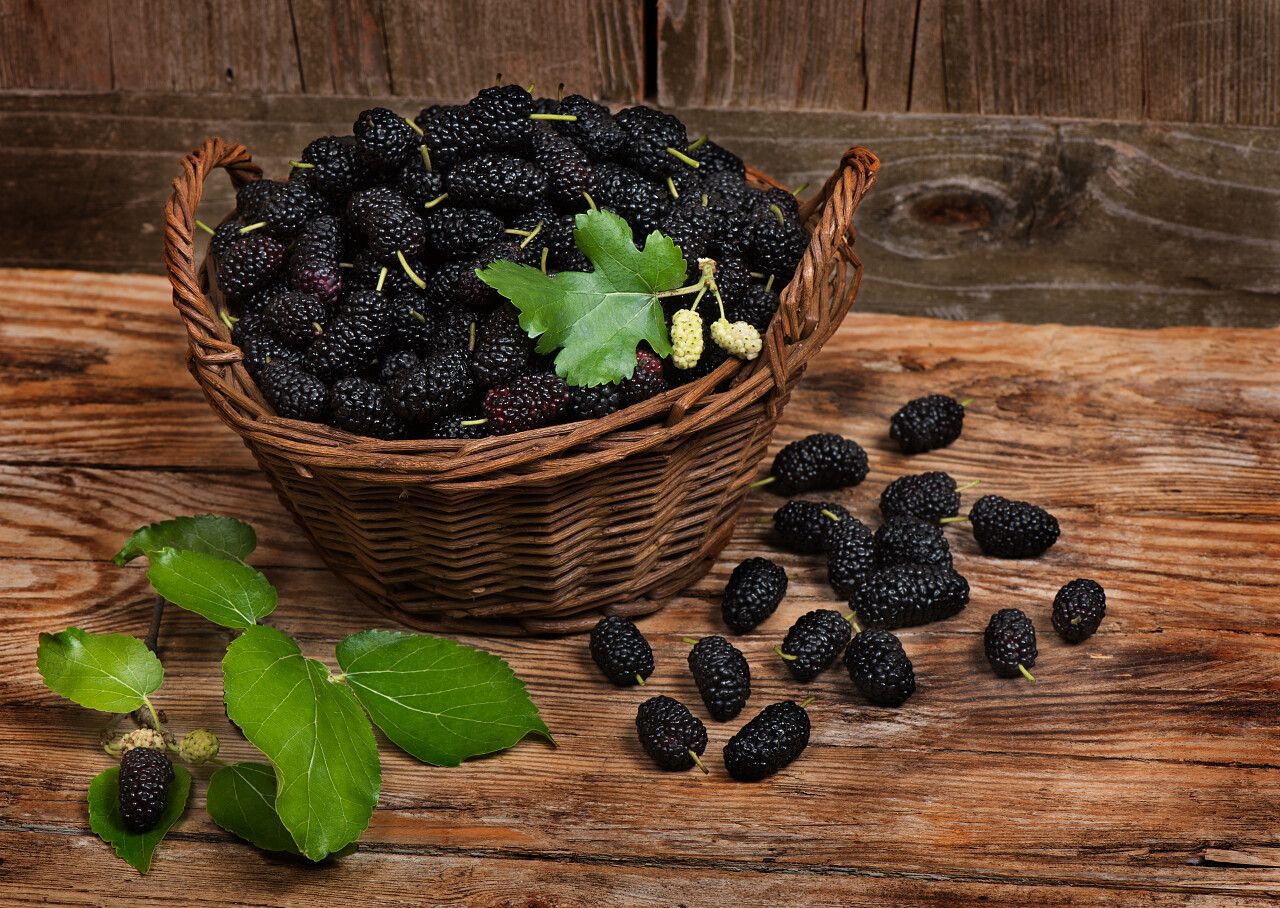 用木制的背景上的黑色桑葚篮子