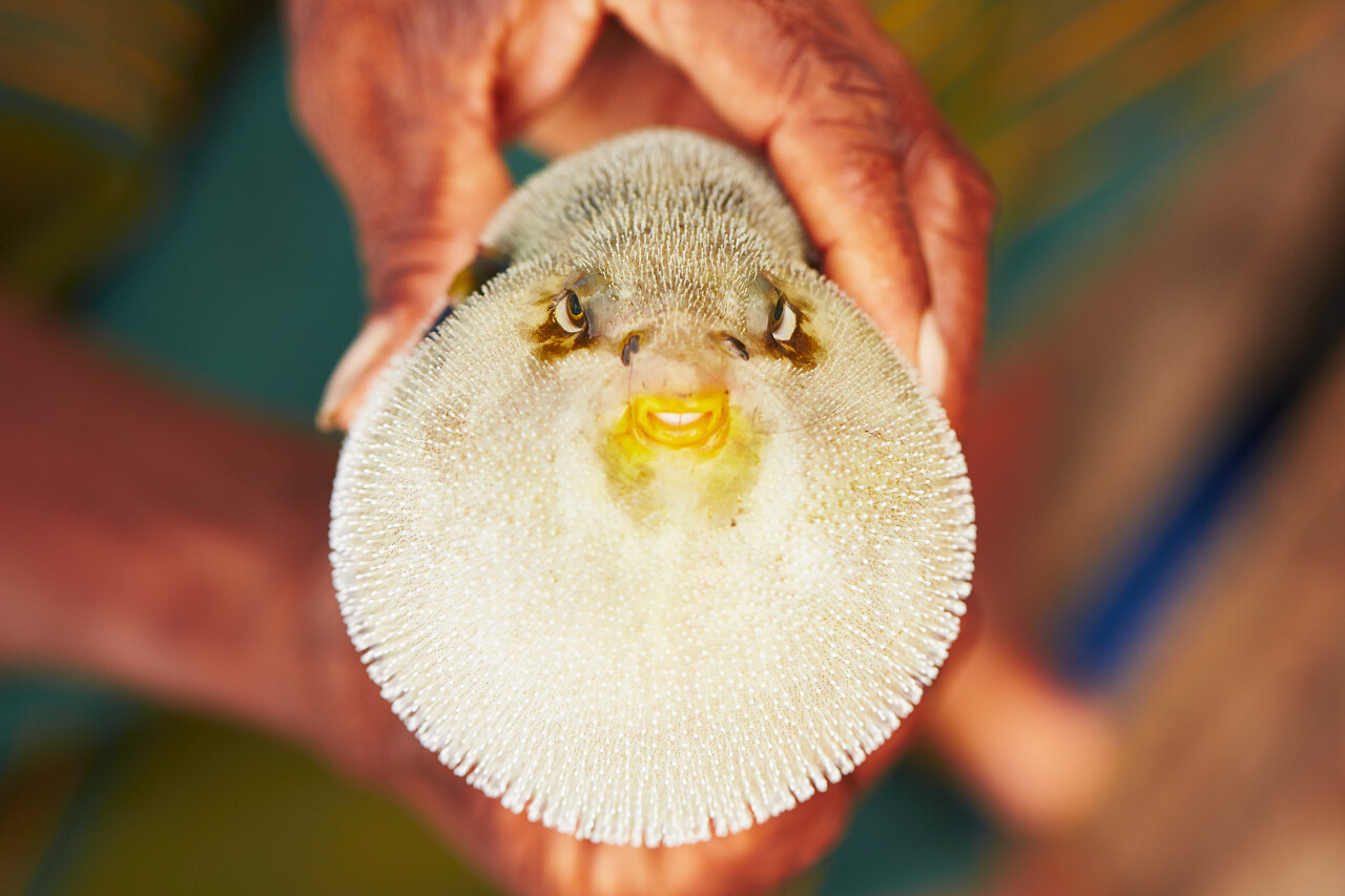 渔夫手拿河豚  河豚鱼