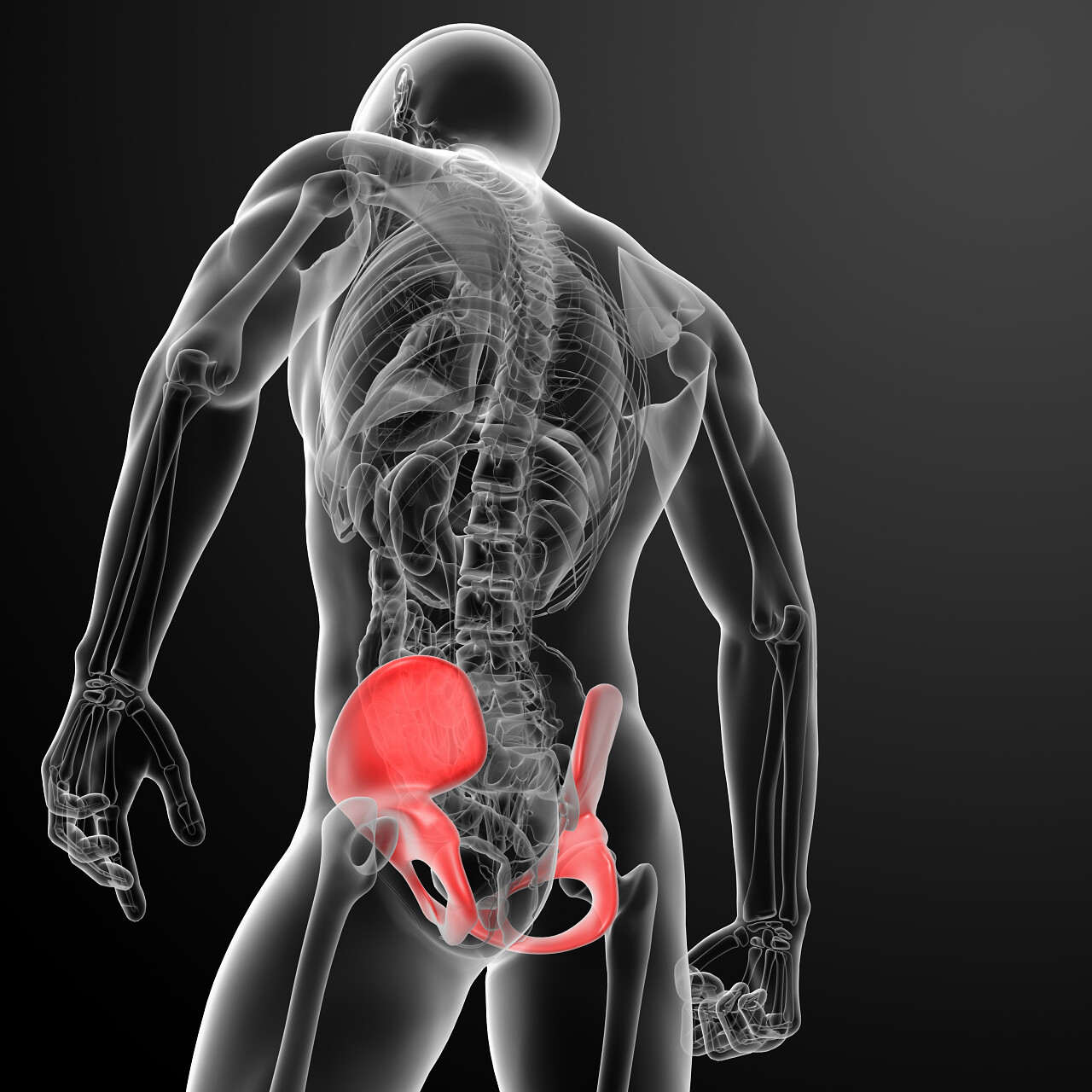 3d 渲染骨盆下 x 射线 后视图