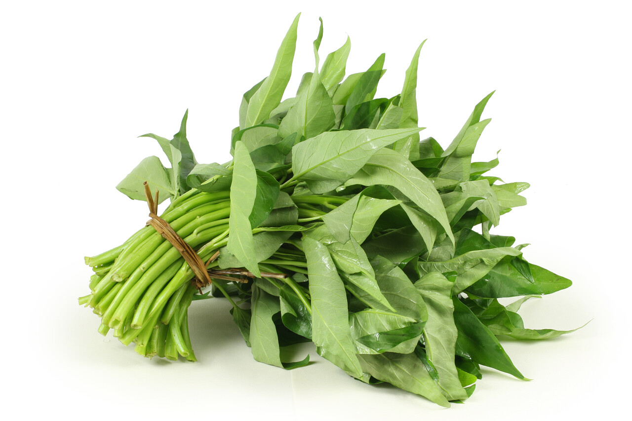 空心菜束孤立在白色的背景