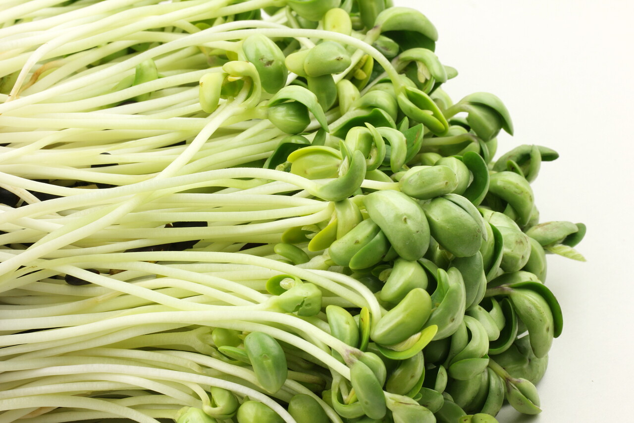 白色背景上的黑豆芽堆