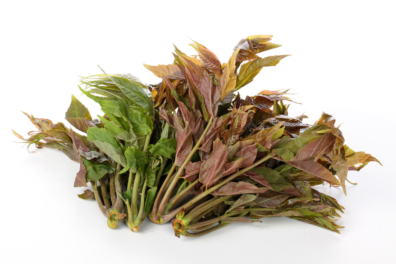 白色背景上的香椿中华早午餐传统二十四节气24节气谷雨