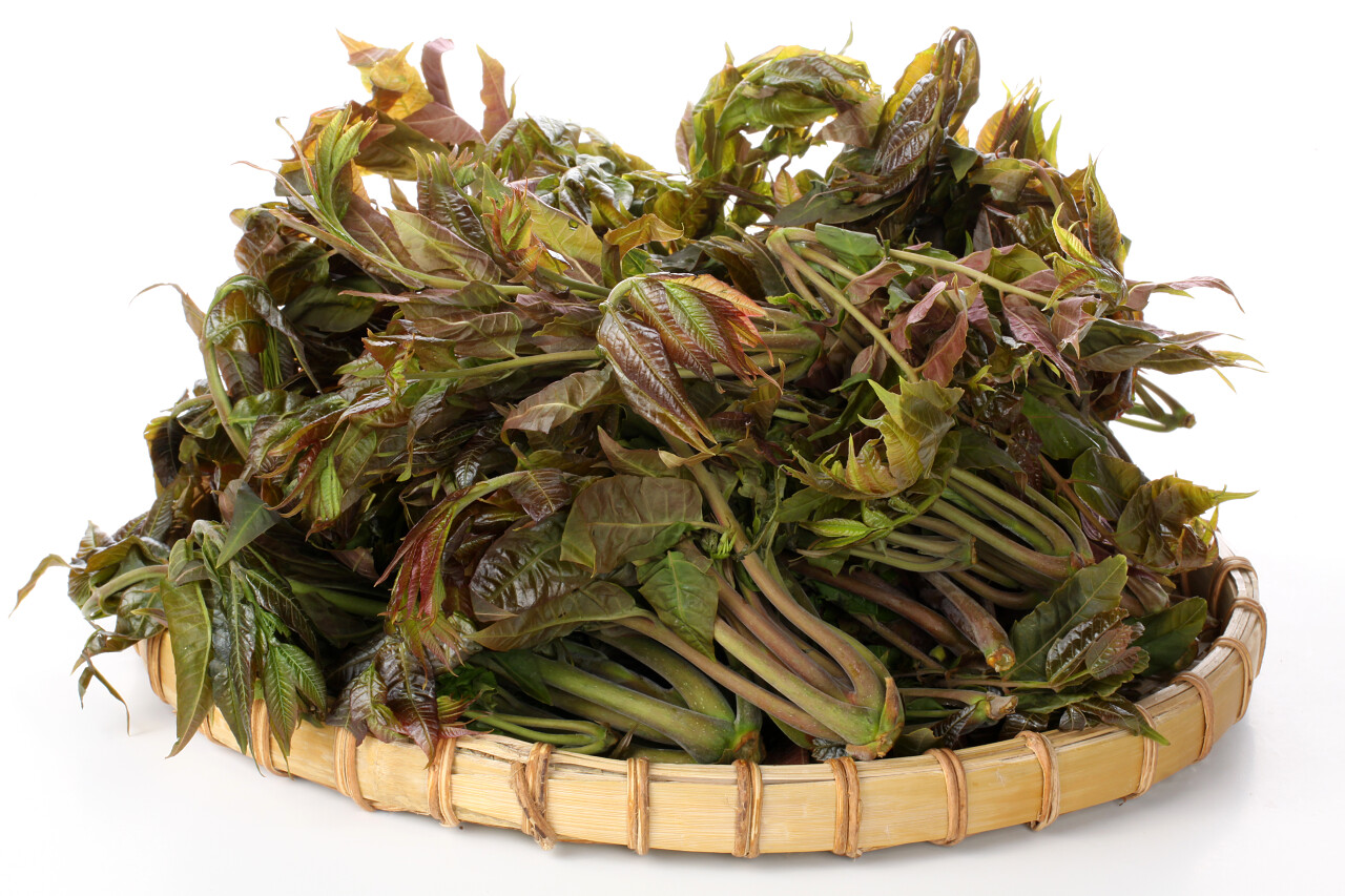 在白色背景上的圆板充分香椿传统二十四节气24节气谷雨