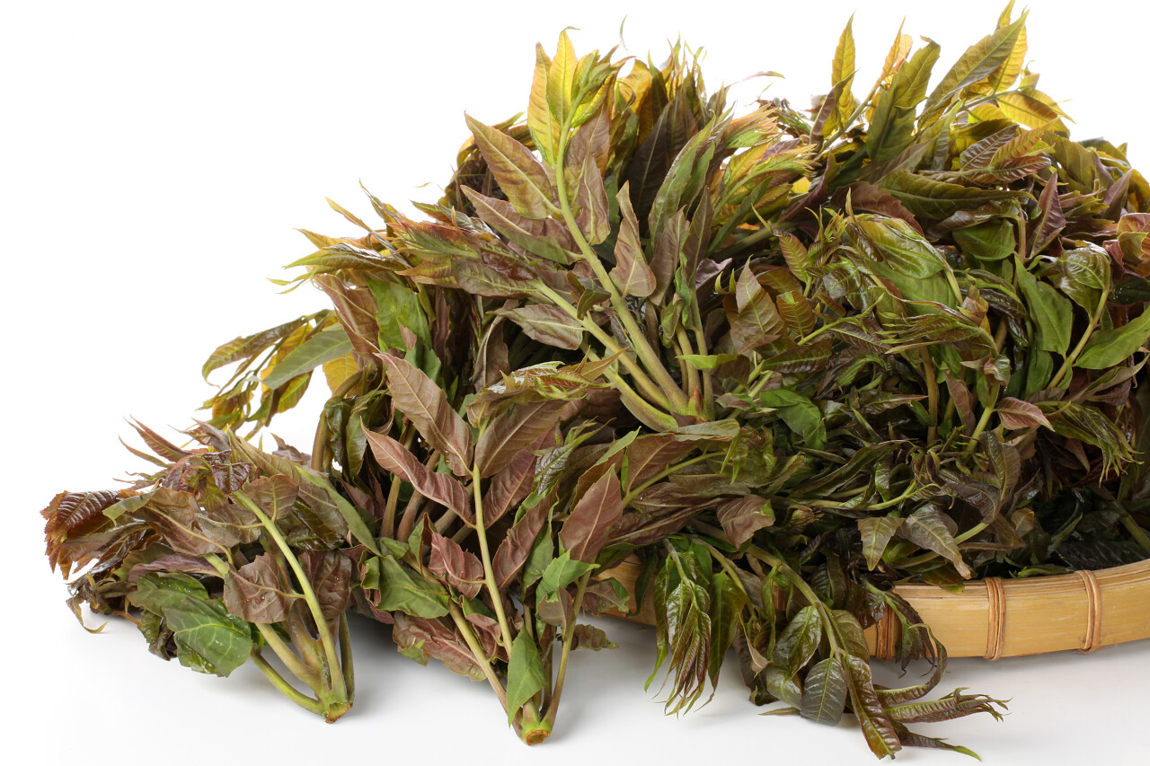 在白色背景上的圆板充分香椿传统二十四节气24节气谷雨