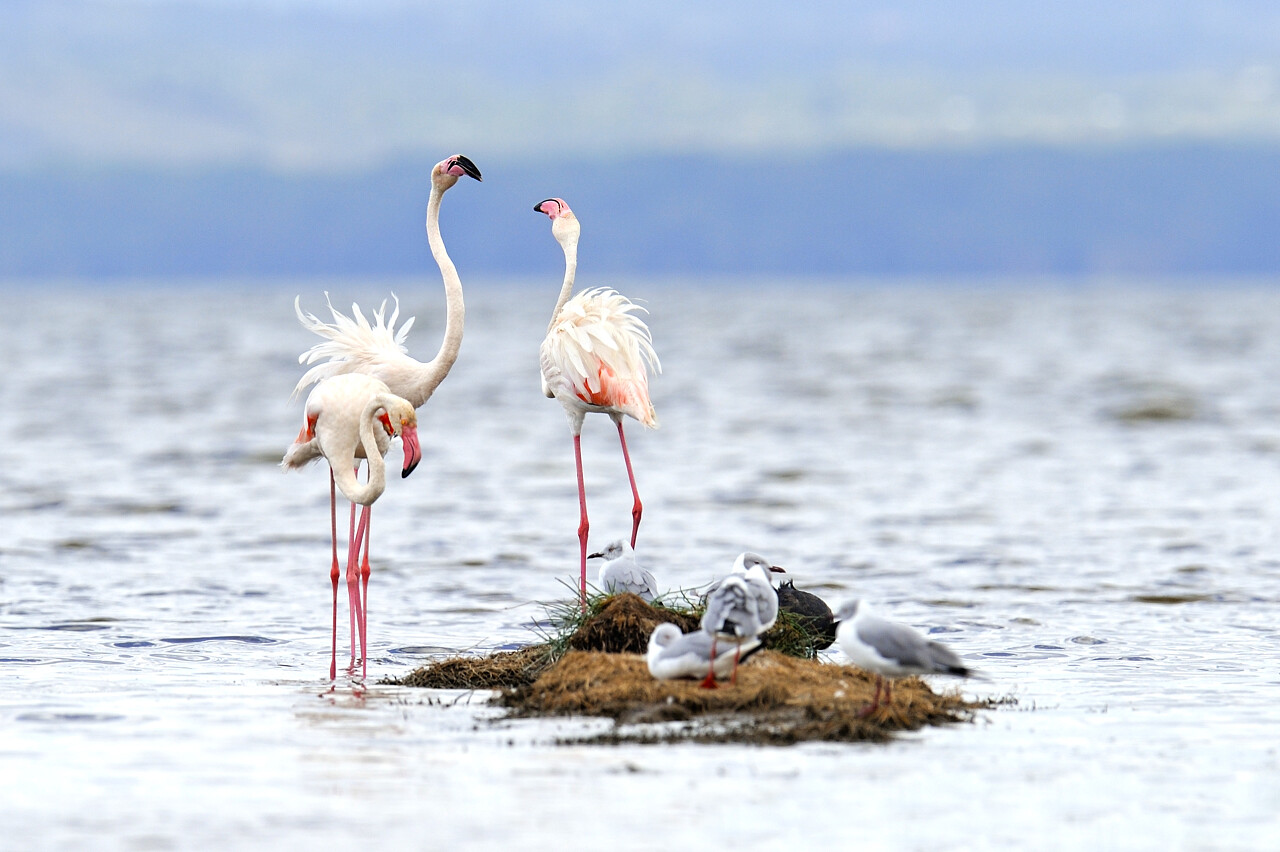 在湖的美丽火烈鸟肯尼亚非洲
