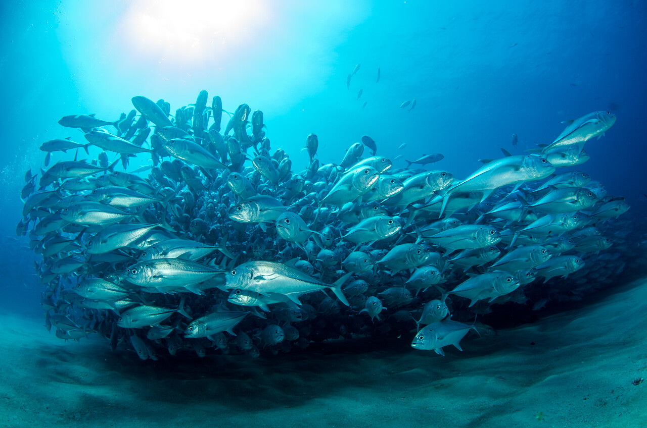 深海里的鱼群背景图