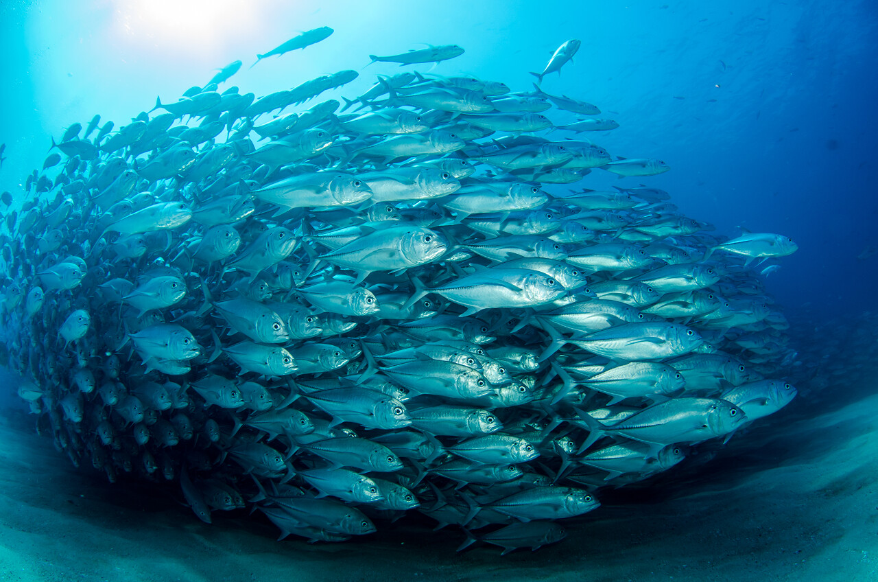 深海里的鱼群背景图