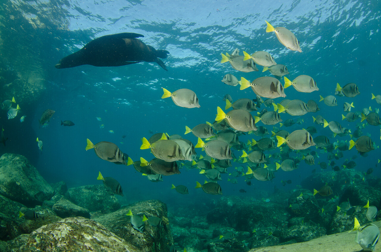 深海里的鱼群背景图