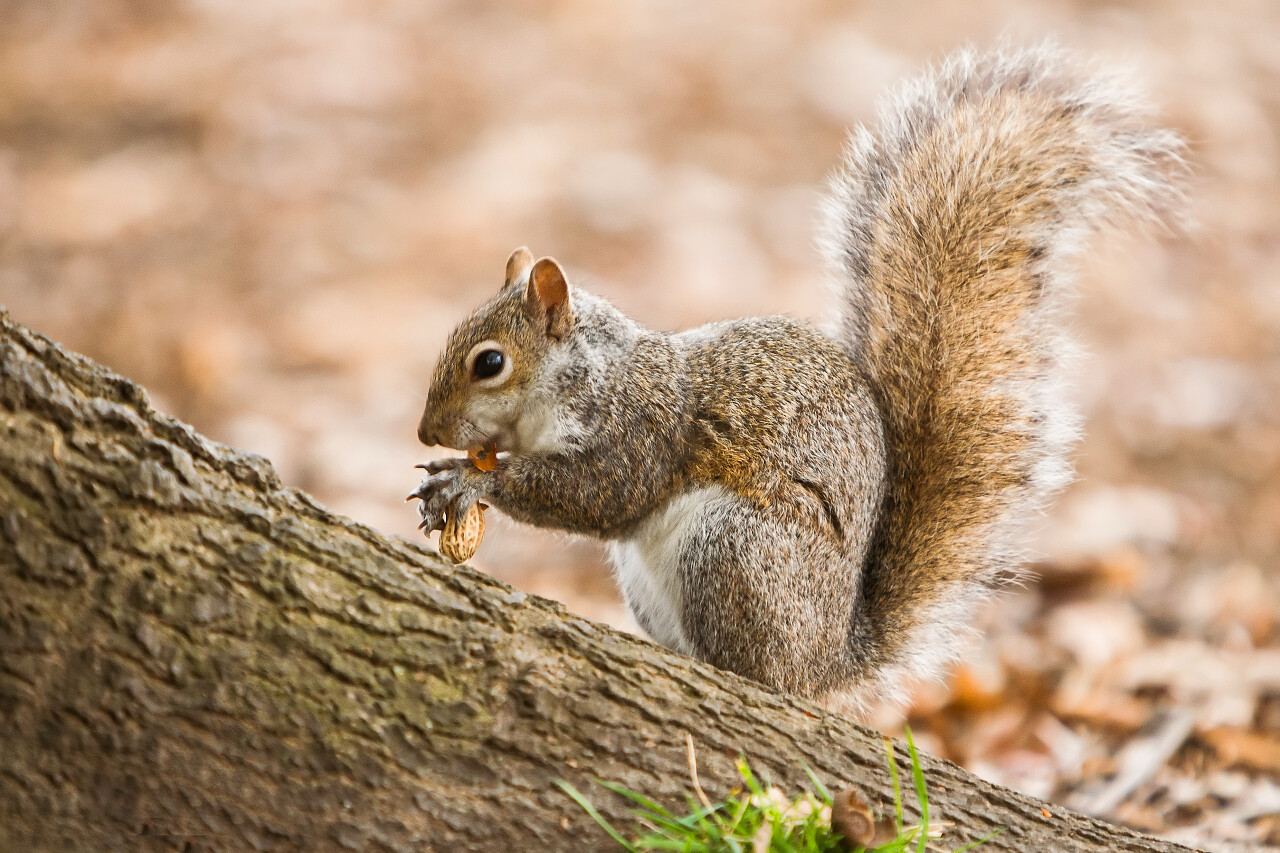 松鼠在树上吃东西