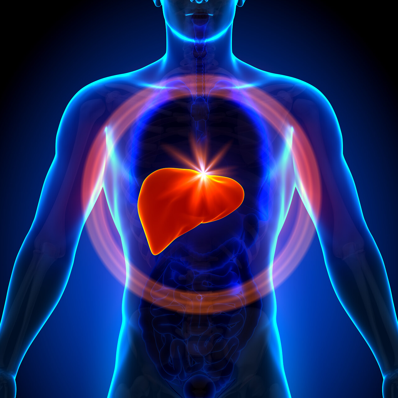 人体结构图肝脏全国爱肝日