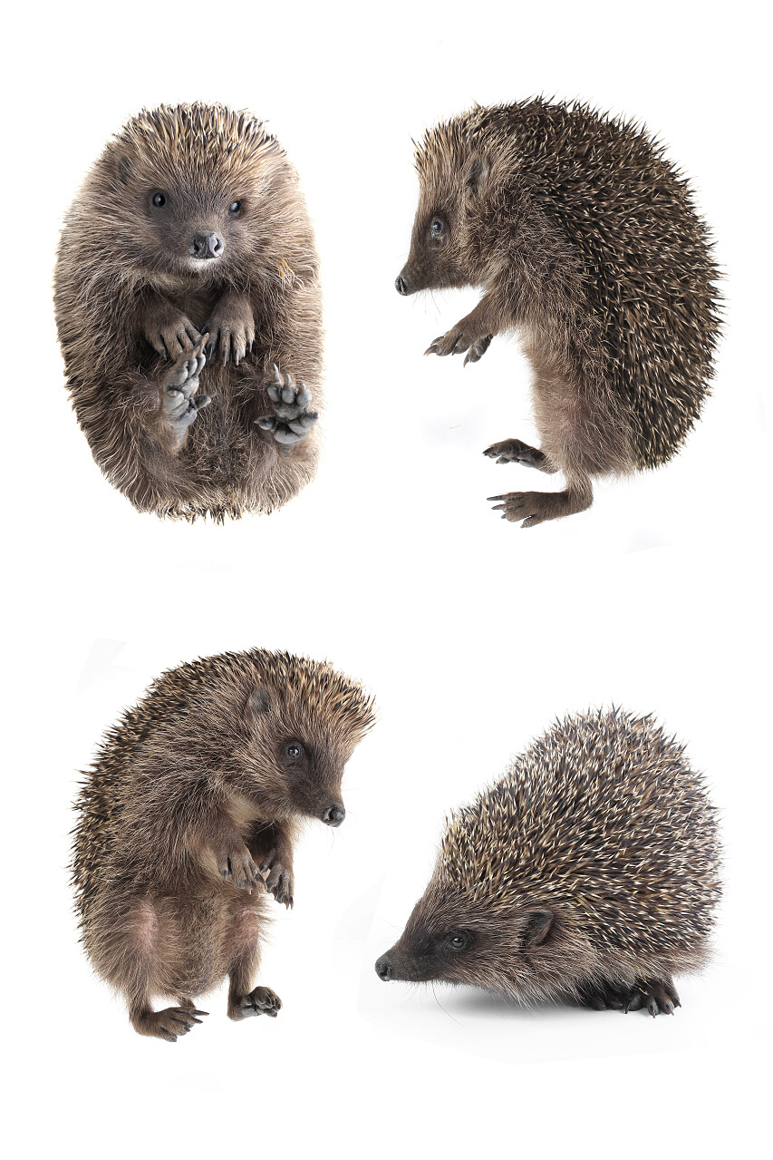 各种姿势的刺猬