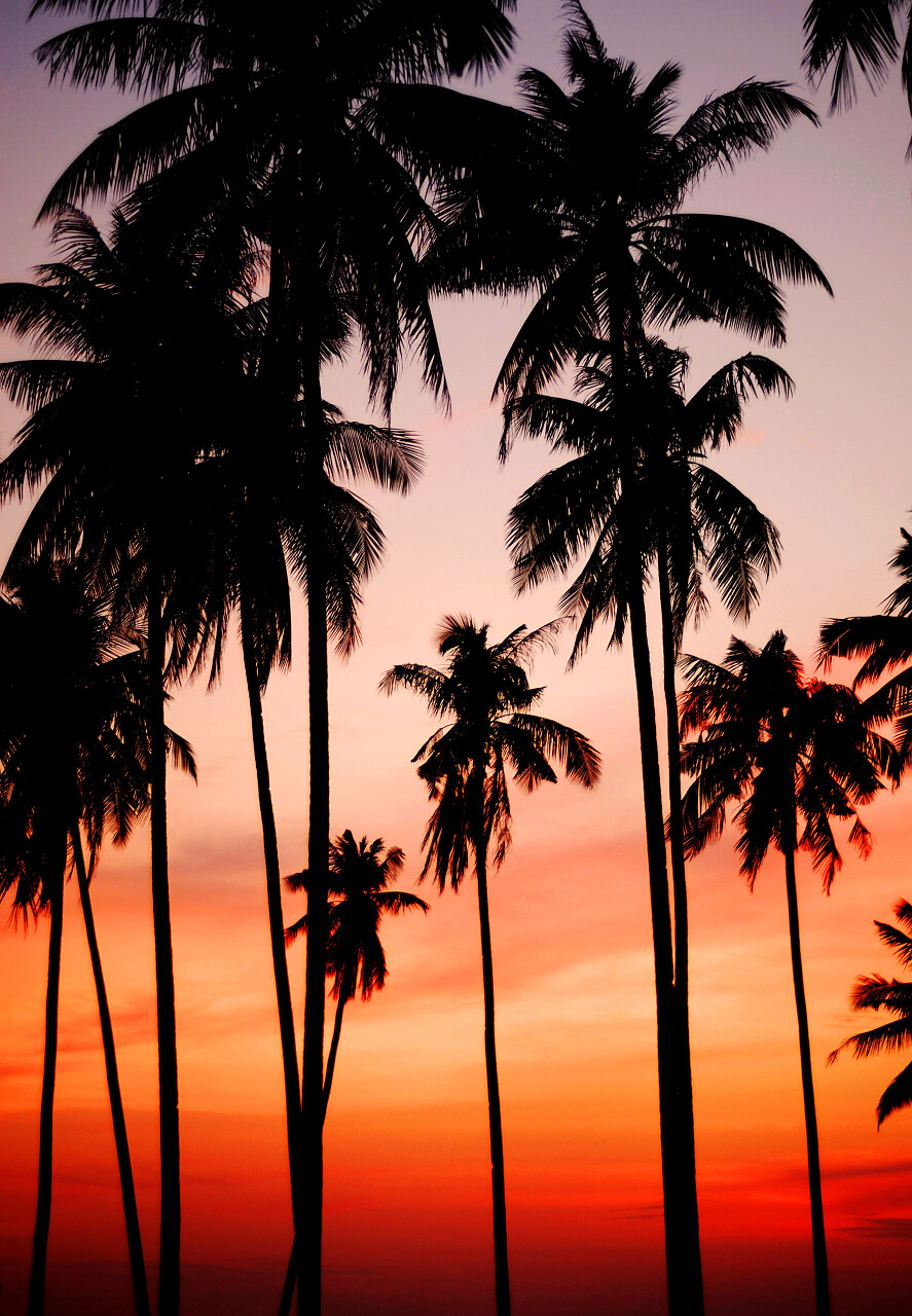 热带雨林夜幕风景图