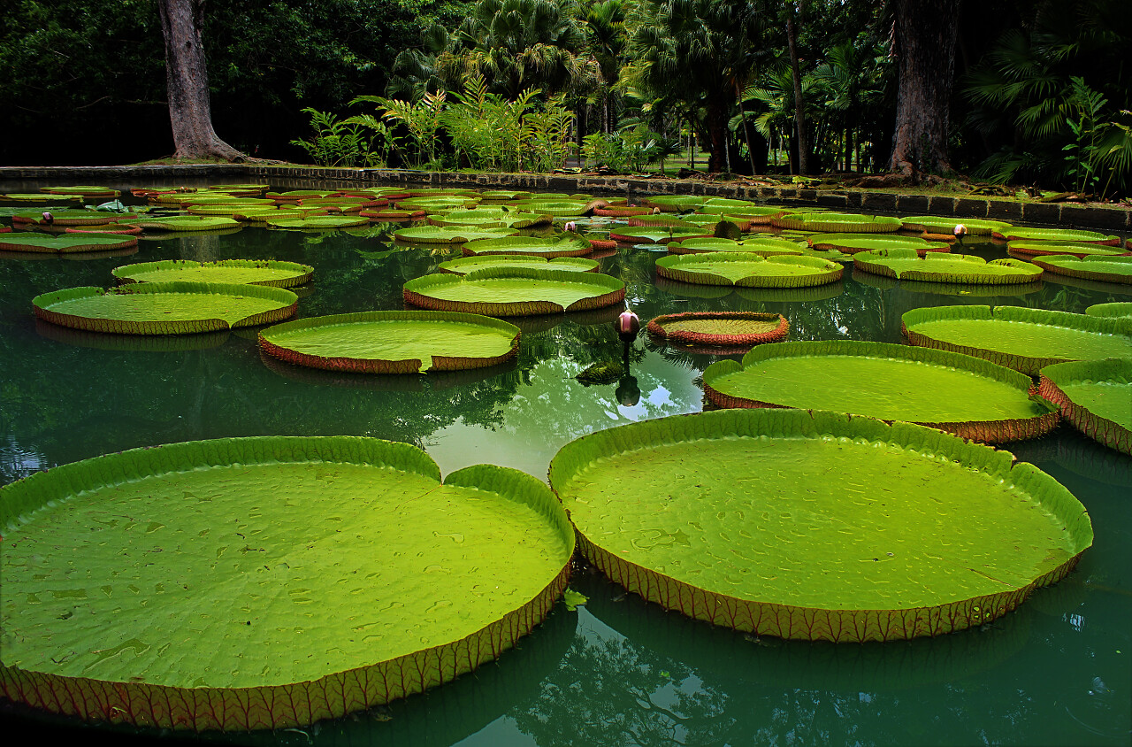 巨人睡莲维多利亚王莲