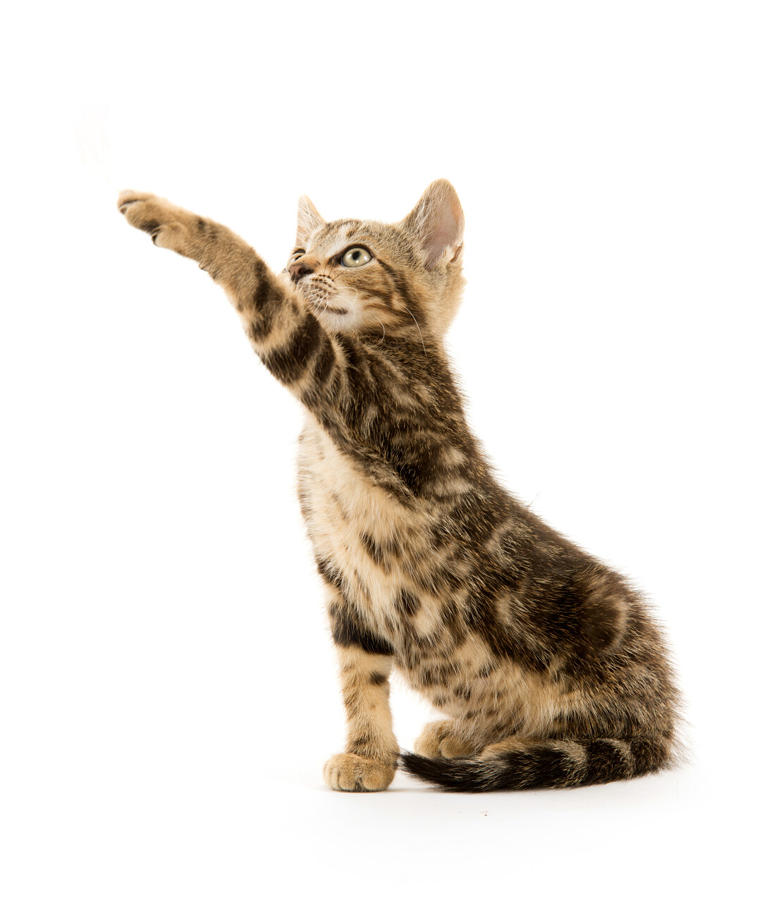 可爱的小宝贝虎斑小猫在白色背景上播放