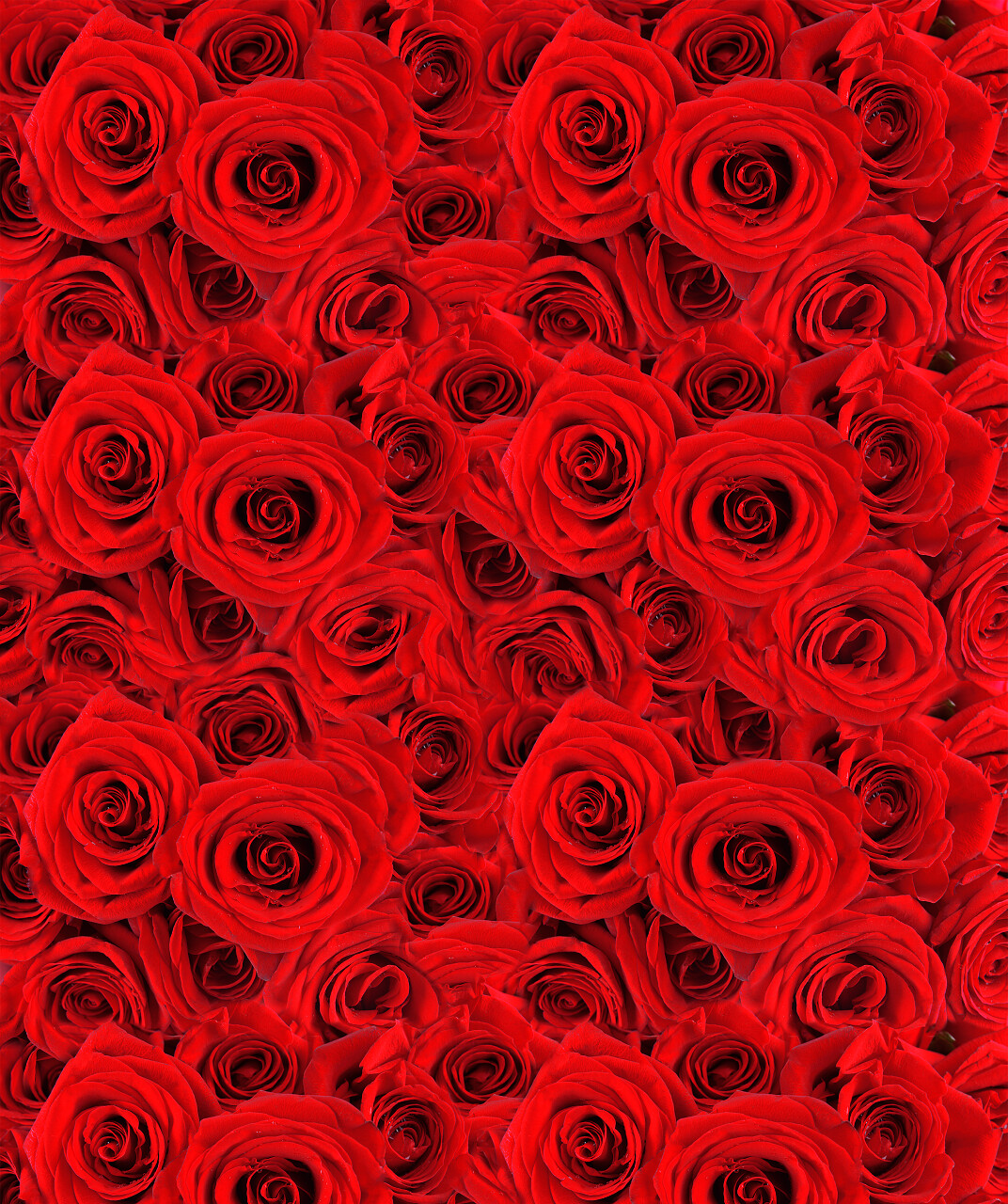 美丽的红玫瑰背景七夕520情人节214情人节