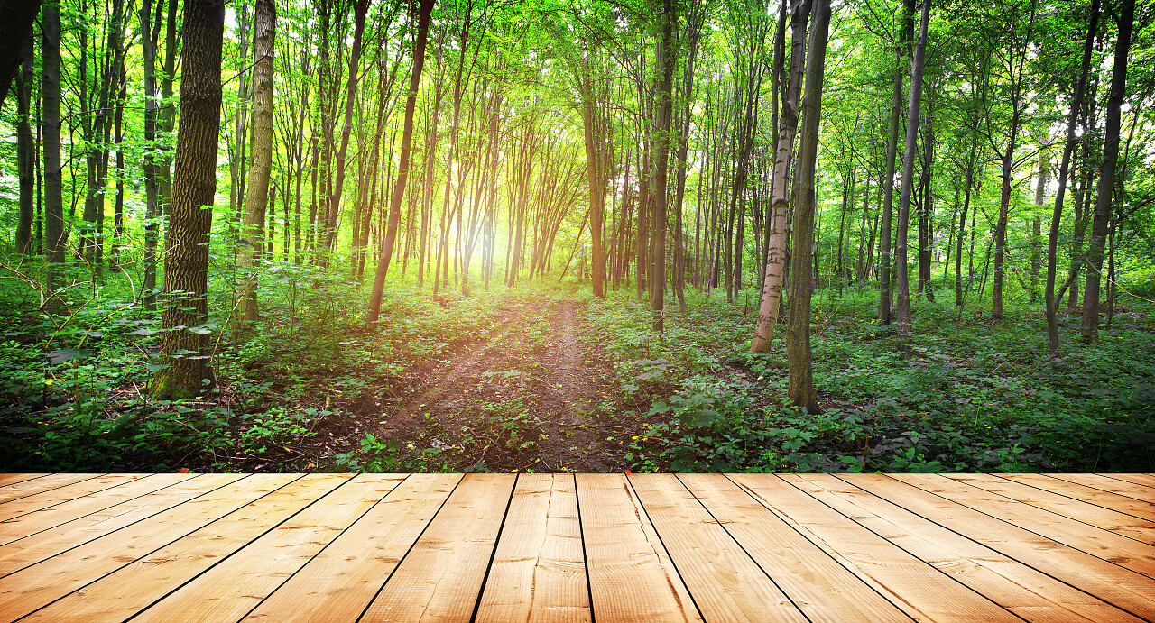 木板楼在早晨森林树木的纹理