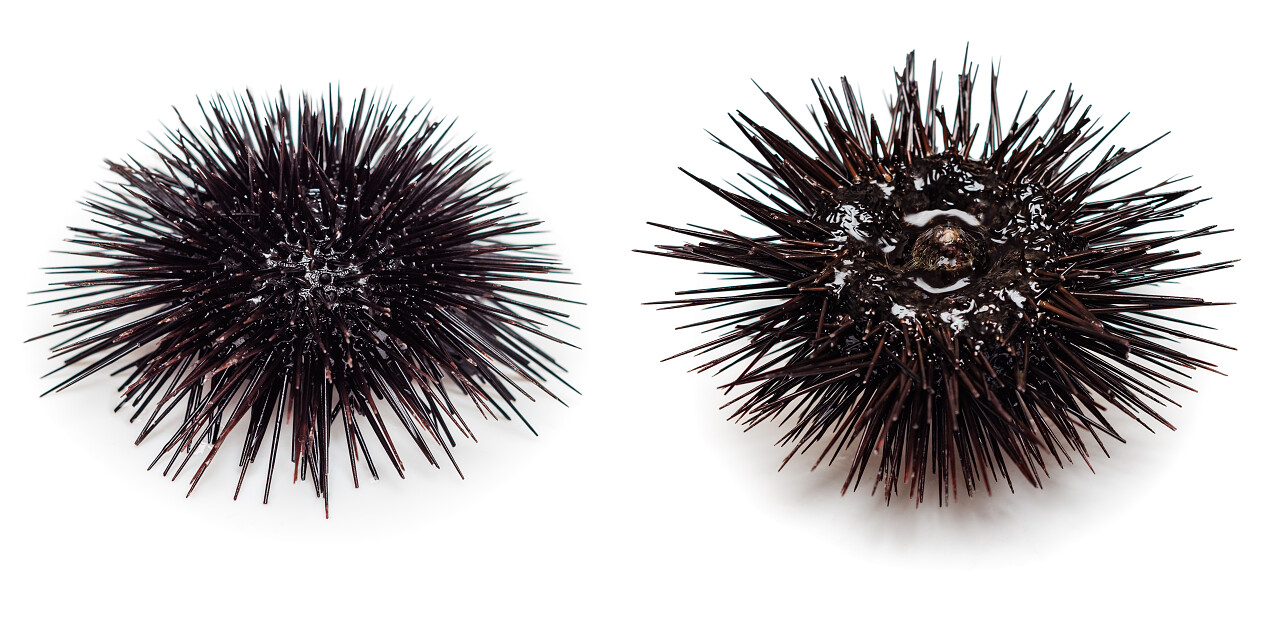 海胆在白色背景上孤立