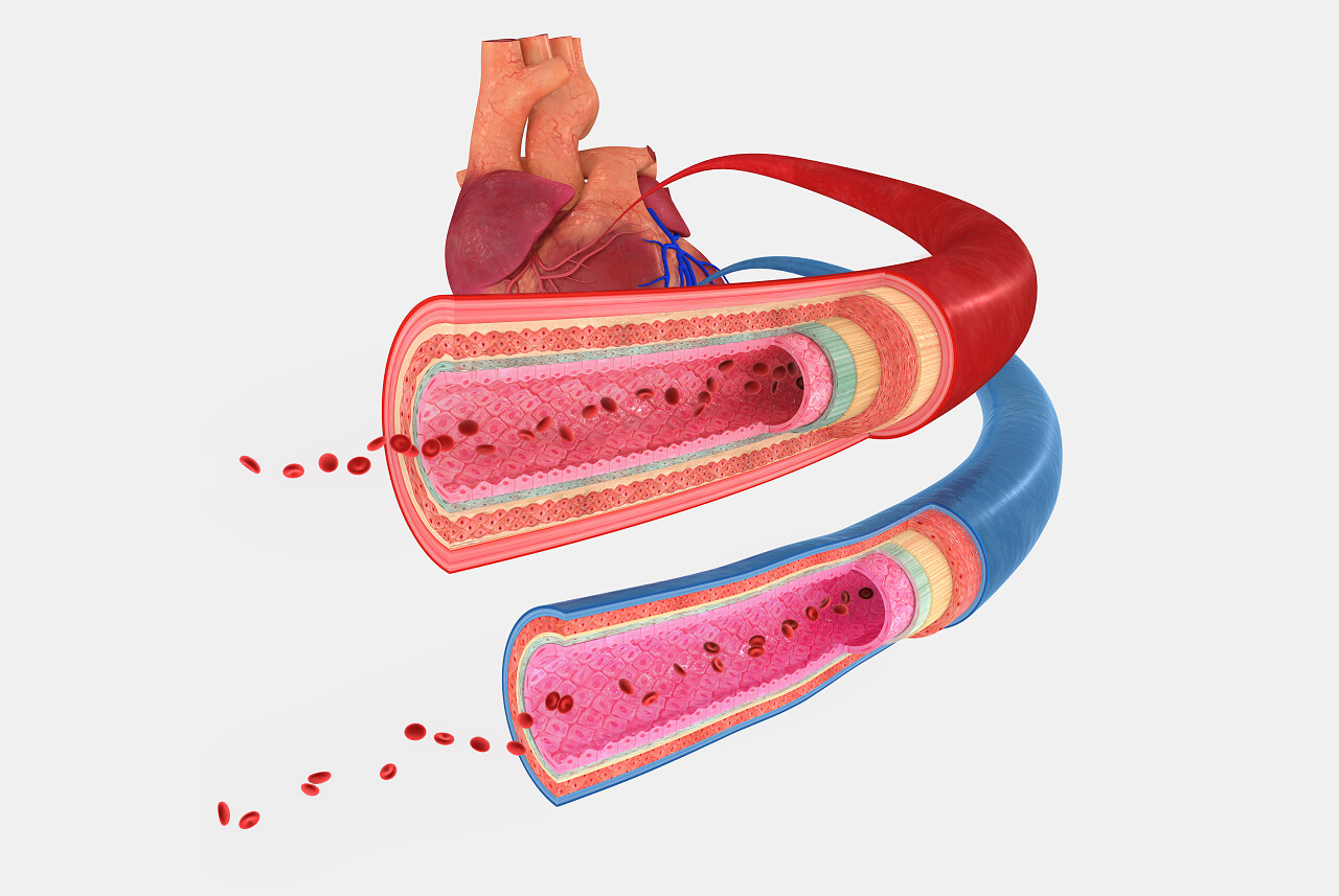 血管是循环系统的输送血液在人体的一部分
