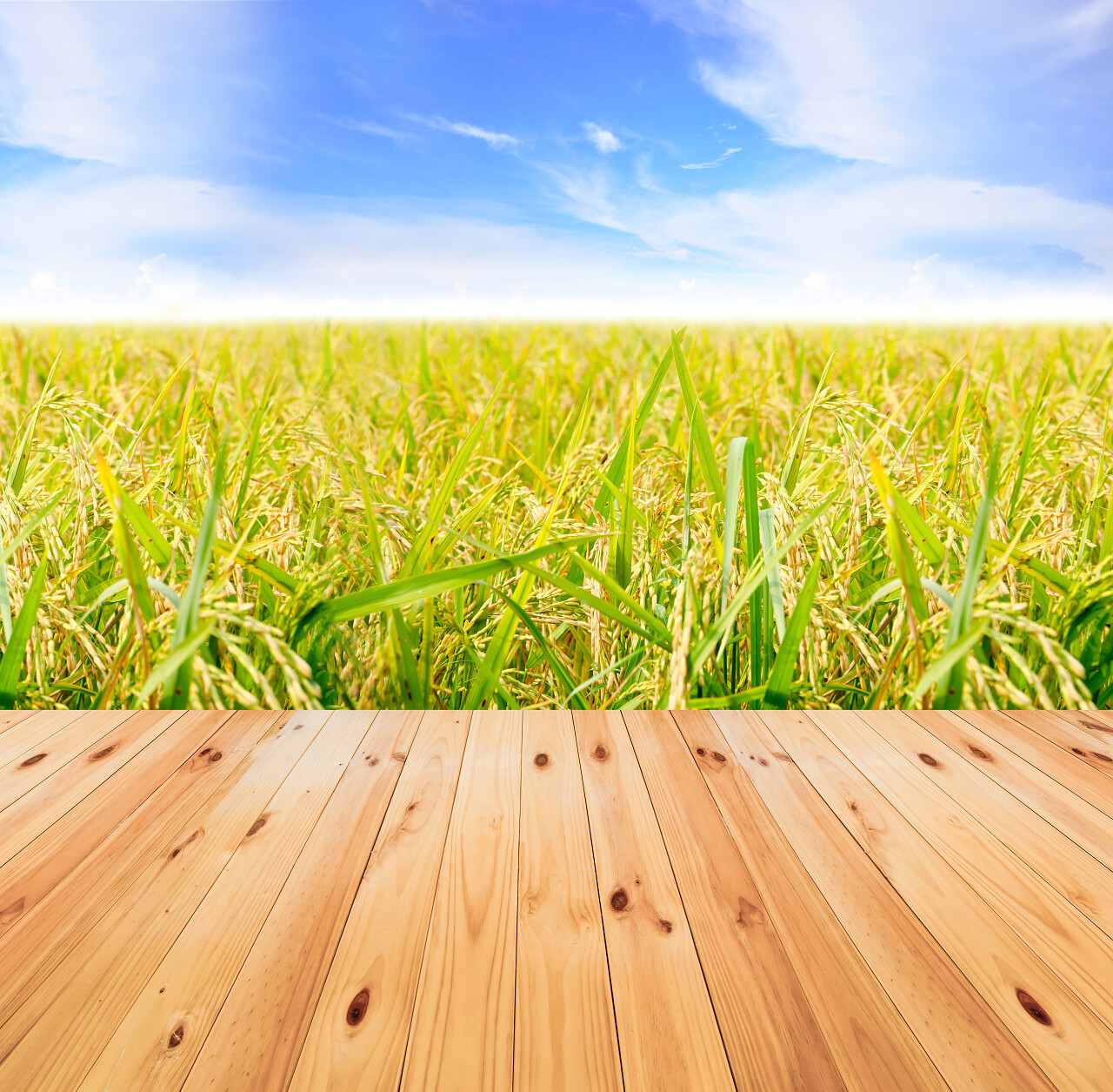 蓝蓝的天空秋季金黄的稻谷场木结构桥梁