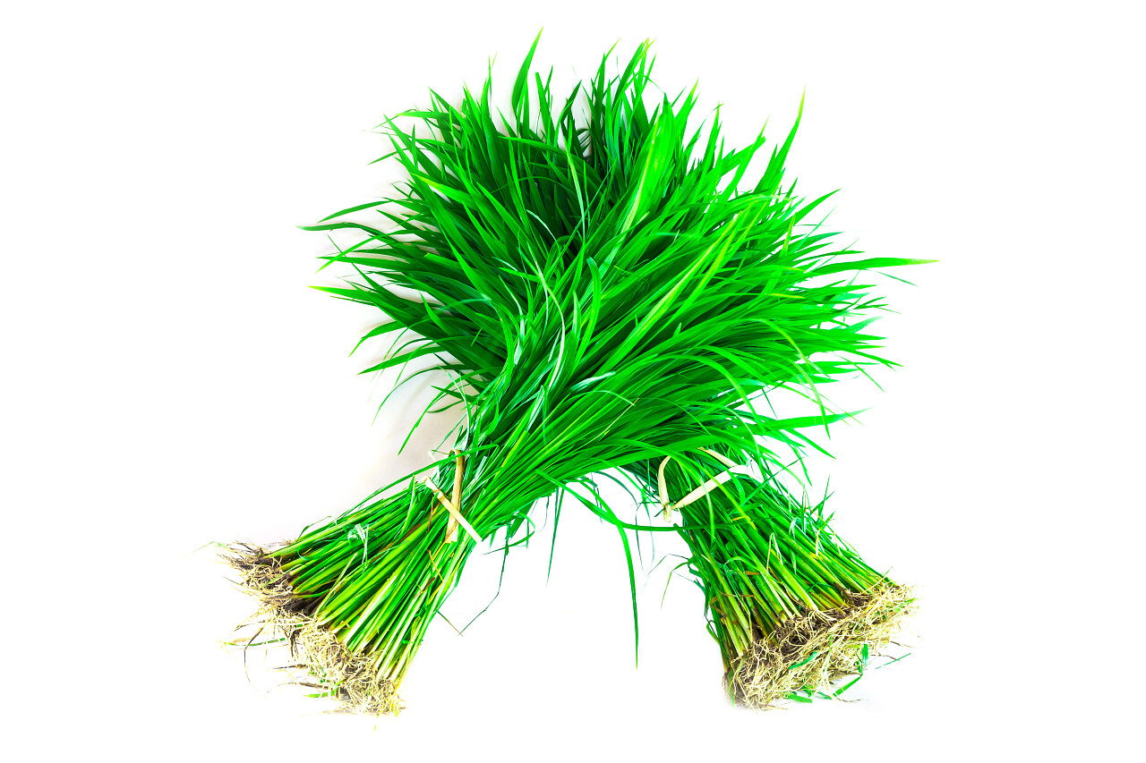 水稻苗传统二十四节气24节气谷雨二十四节气24节气小满