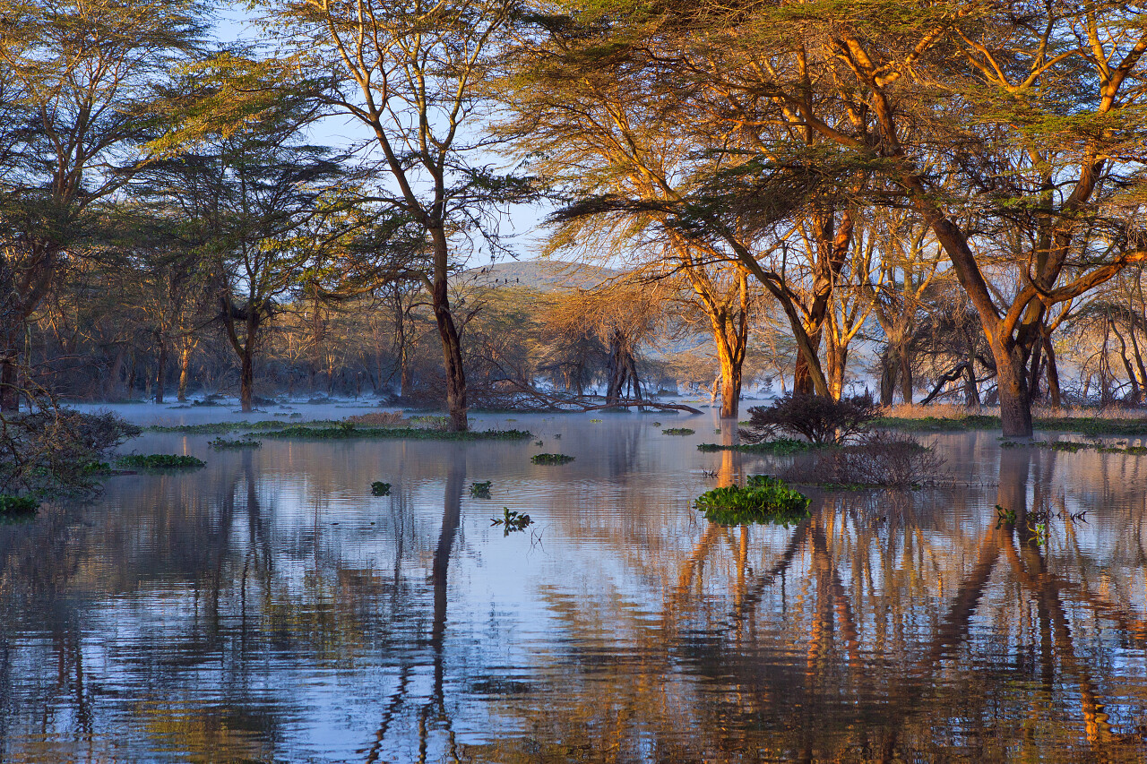 肯尼亚湖泊沼泽树景观湿地沼泽湿地日