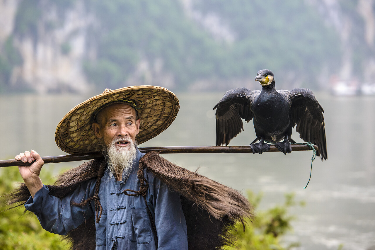 鸬鹚的渔夫和他的鸟在漓江边