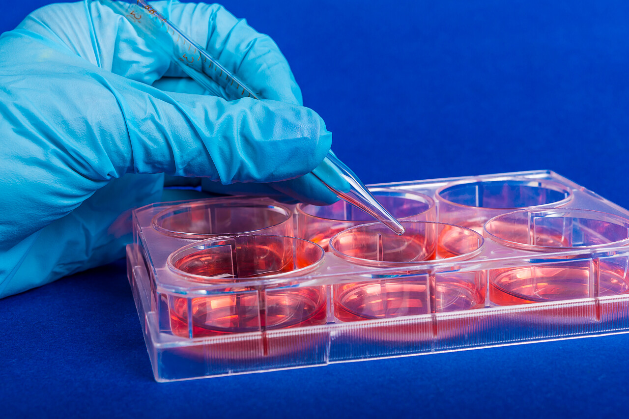 在生物医学科学实验室中的人类干细胞。.