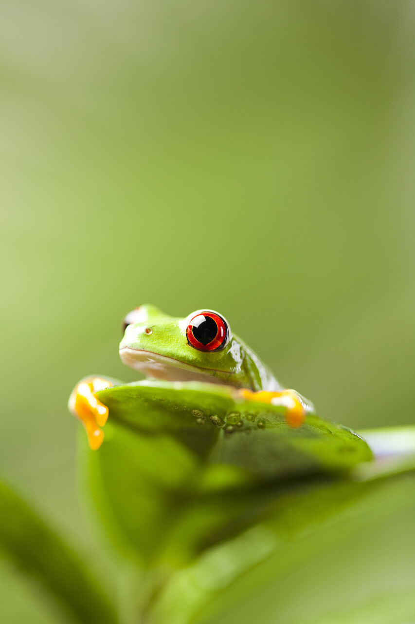 绿叶上睁大红眼的青蛙传统二十四节气24节气惊蛰