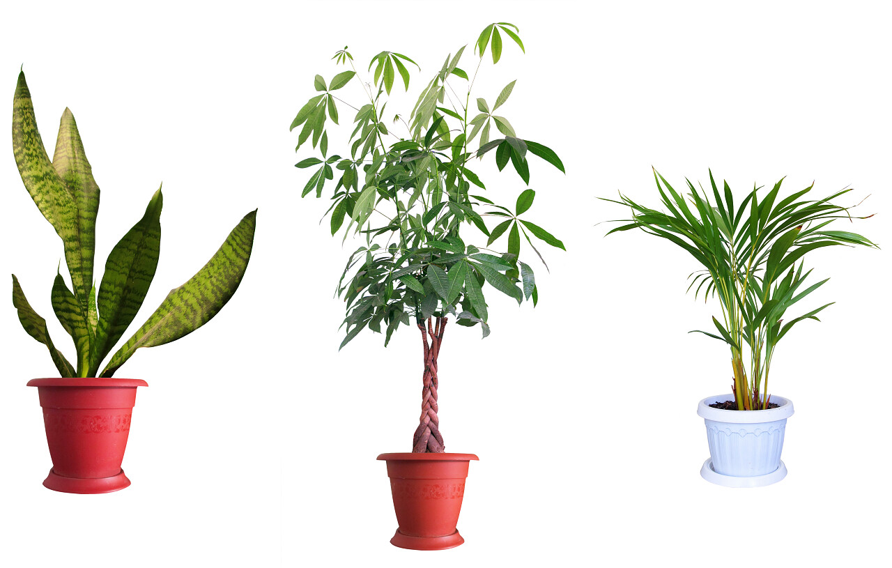 观赏植物盆栽白底素材图