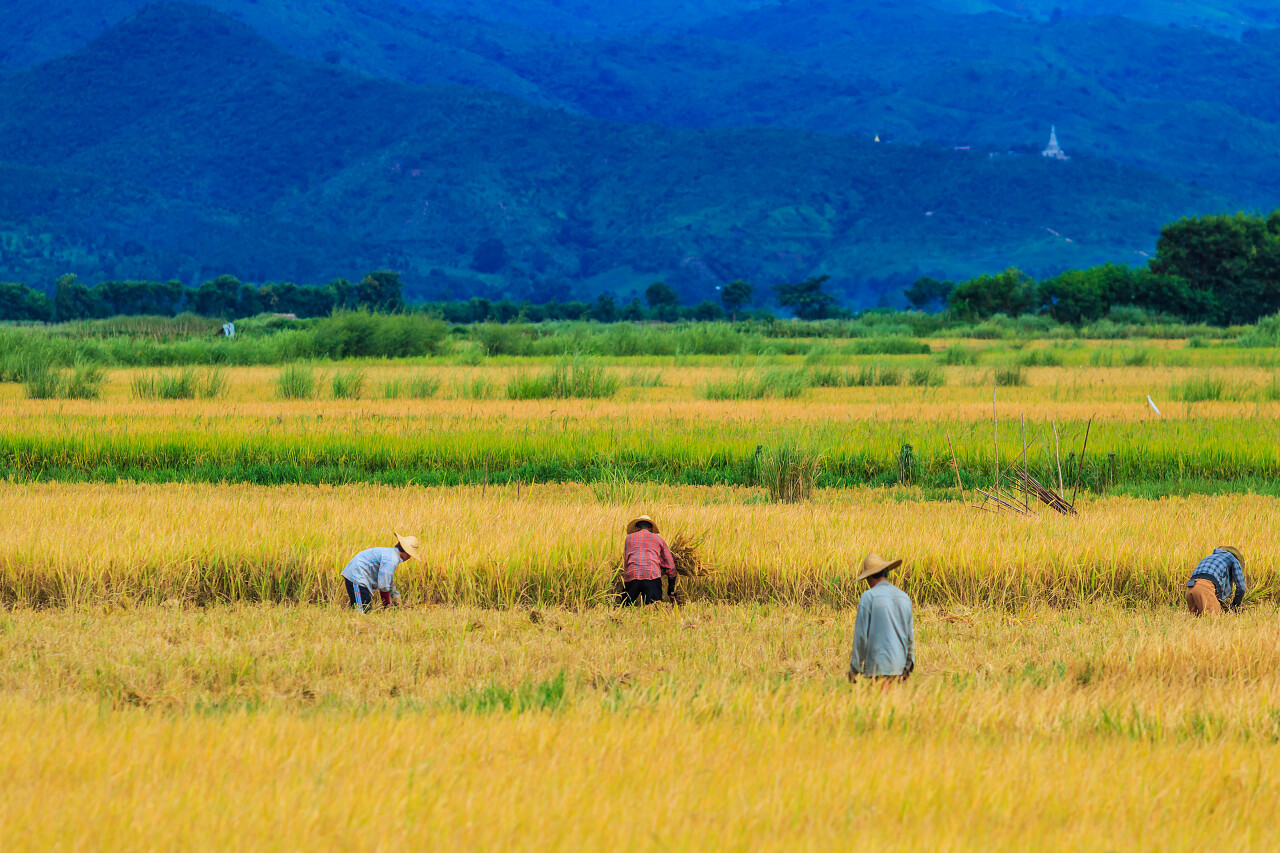 在田野里劳作的农民的自然风景图辛苦工作