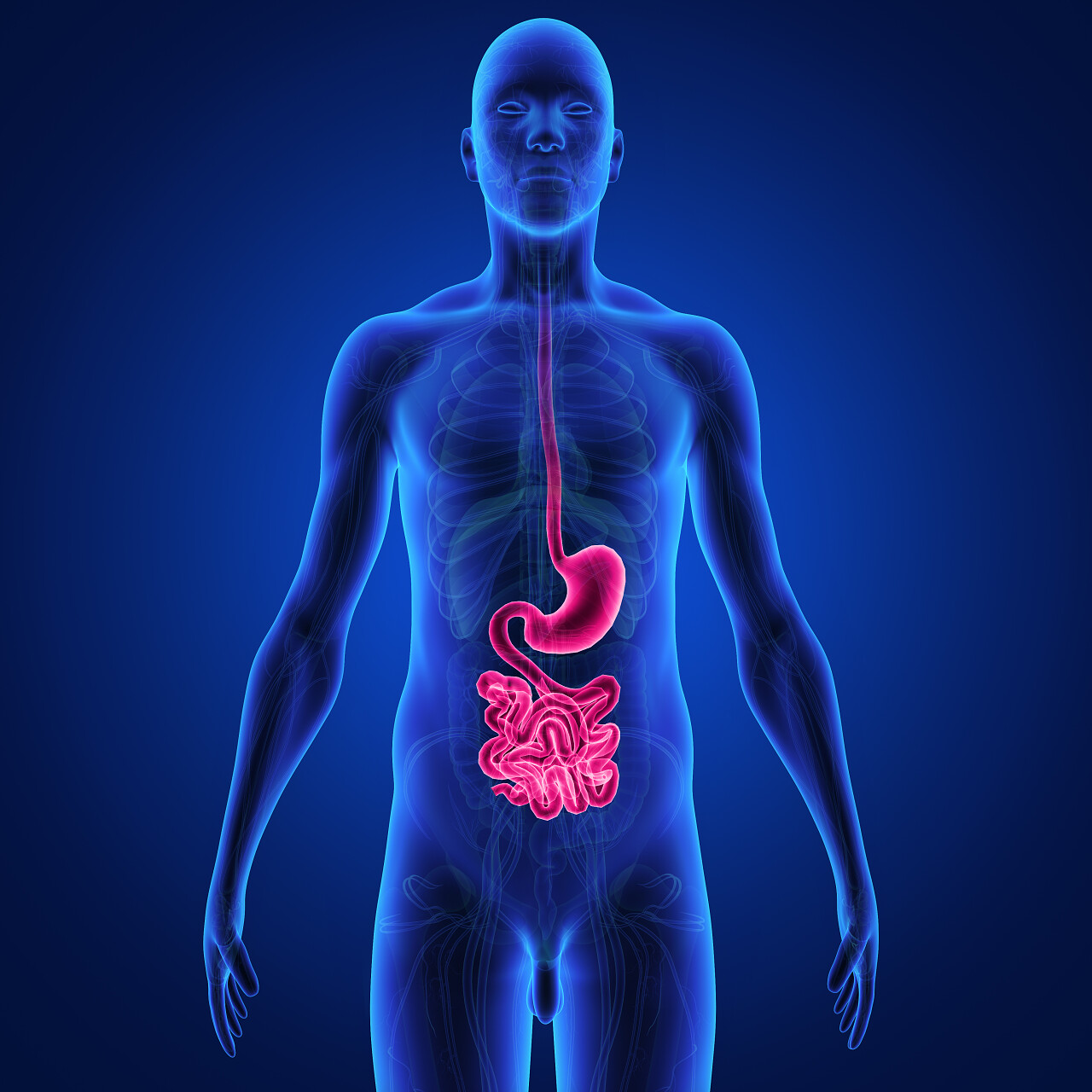 黑蓝渐变人体胃部胃功能示意图