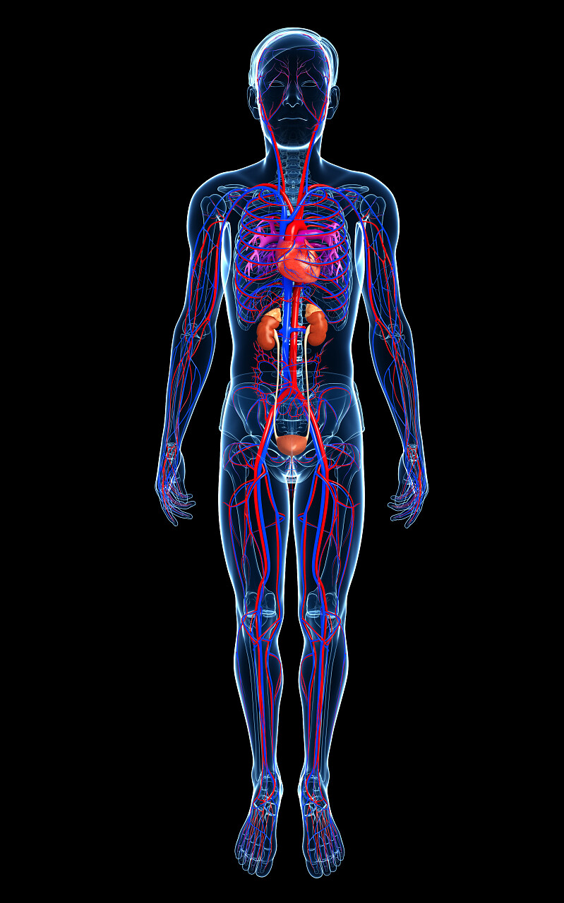 男性循环系统的插图