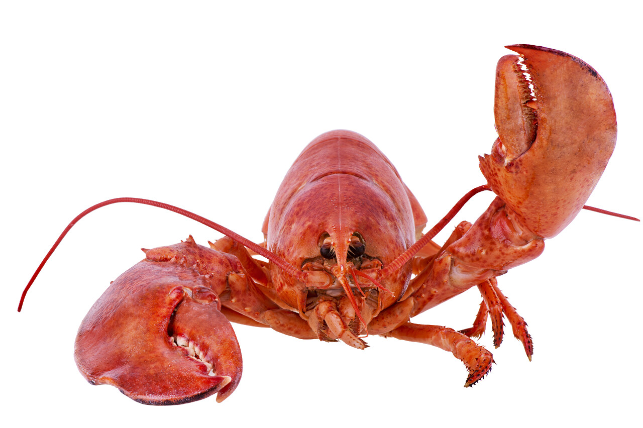 孤立在白色背景上的熟的龙虾