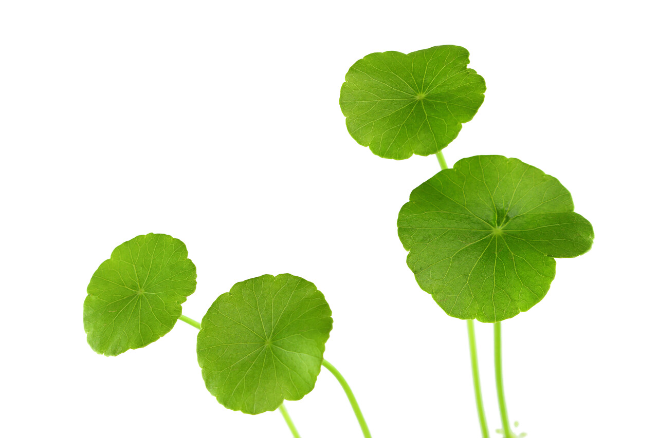 积雪草是小草本植物原产于亚洲湿地它被用作药用植物可以青紫的果汁