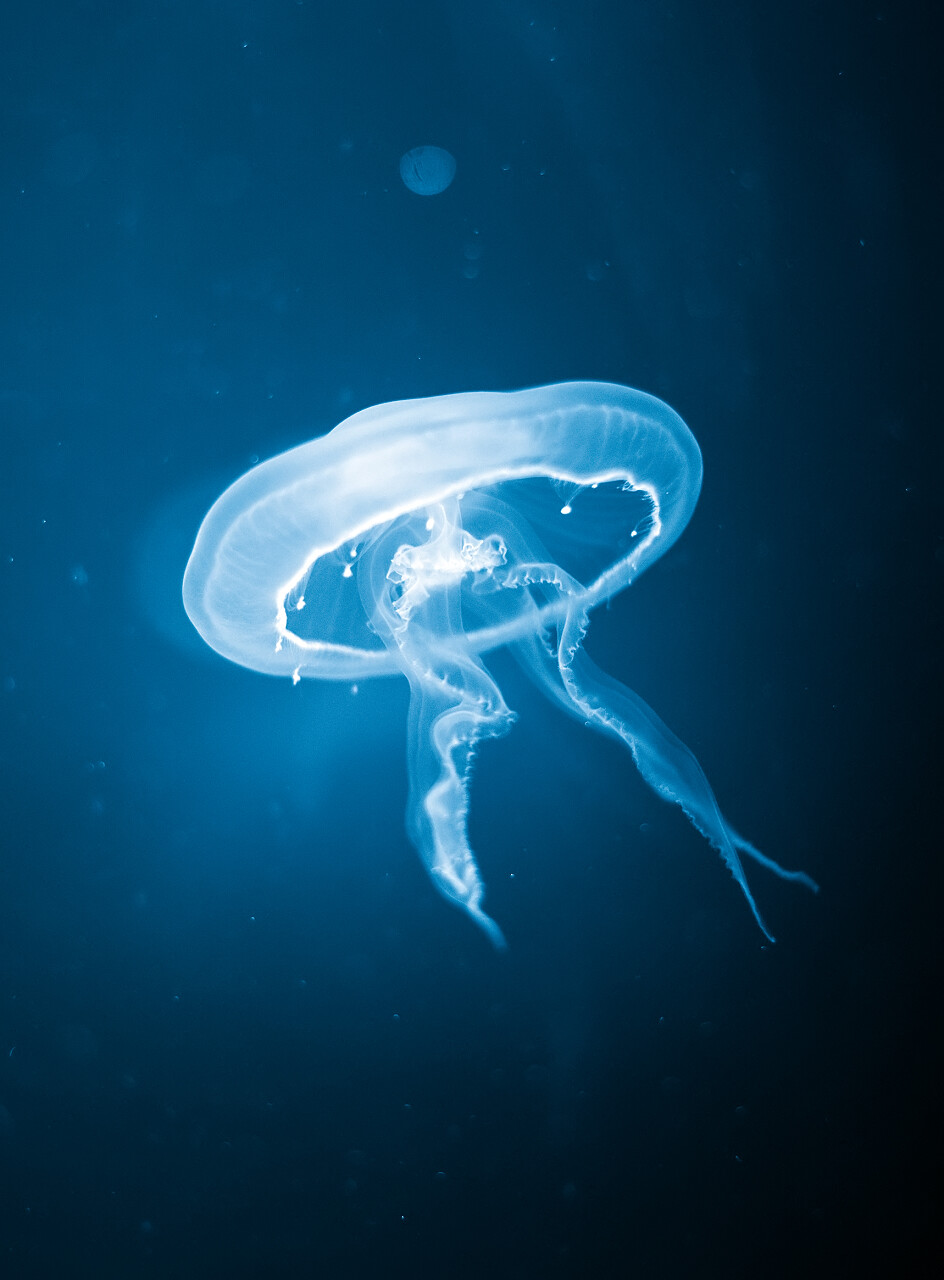 在水族馆的蓝色水母的特写镜头